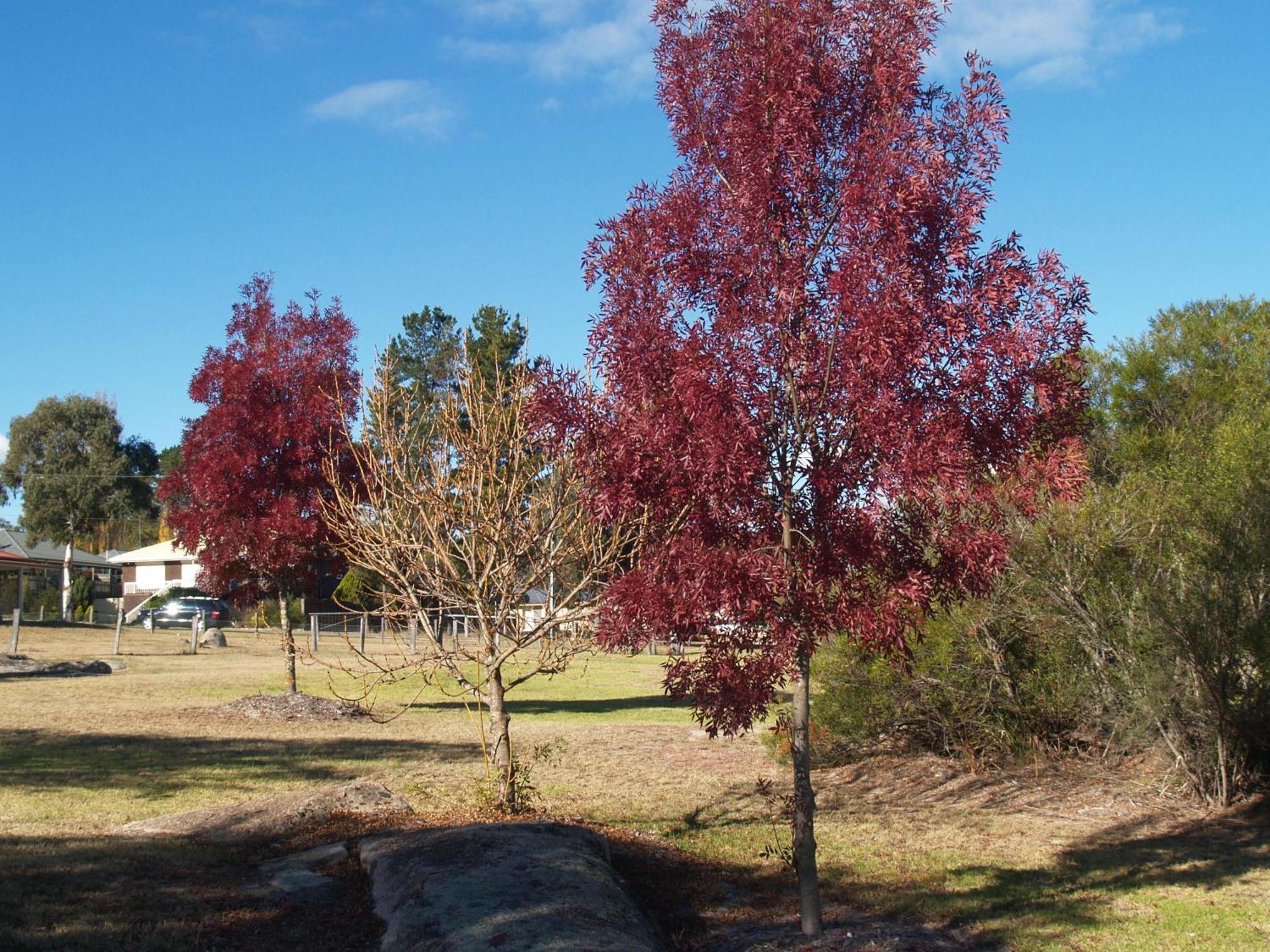 Boulevard Motel Stanthorpe Exterior foto